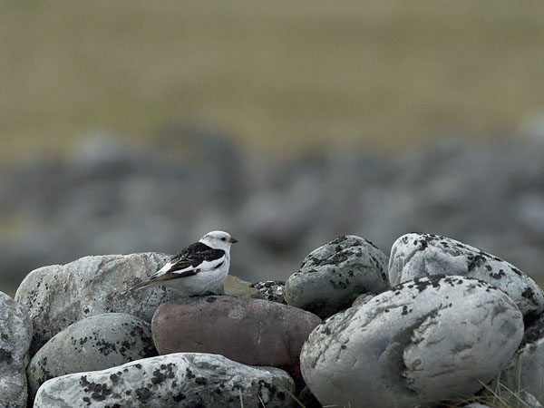 Pulmunen, Snow Bunting, Plectrophenax nivalis